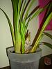 Help with Cymbidium back bulbs.-dscn9457-jpg