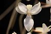 Aerangis clavigera?-orchids-003-jpg