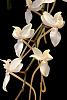 Aerangis clavigera?-orchids-006-jpg