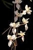 Aerangis clavigera?-orchids-001-jpg