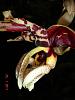 Stanhopea tigrina v. nigroviolacea-imagem-013-jpg