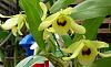 Dendrobium friedericksianum-dendrobium-friedricksianum-cluster-jpg