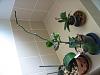 Help with Phal. stem-img_1389-1-jpg