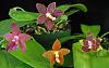 2 New Additictions! I mean additions.-phal-harfords-jewel-carney-red-venusberg-copper-clad-jpg