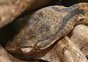 Slug Eating Snakes, a dream come true!-pareas-carinatus-head-jpg