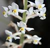 Haemaria/Ludisia discolor flower-img_7853-jpg