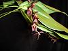 Pleurothallis rowleei-orchids-015-1024x768-jpg