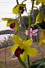 Which dendrobium?-100_0209-jpg