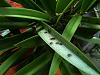 Black, firm, raised spots on leaves of unidentified orchid-photo-11-jpg