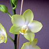 What is this?-phal-su-su-02-jpg