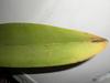 Cattleya leaves with brown and yellow ends-dscn0399-jpg