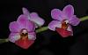 A few small Phalaenopsis hybrids-dsc_1229-jpg