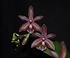 A few small Phalaenopsis hybrids-dsc_1231-jpg