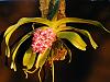 Rhyn. gigantea ('White' x 'Plai') first blooms!-2011_02140029-1024x768-jpg