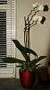 Phalaenopsis amabilis NOID-noidphalaenopsisamabilisc-jpg