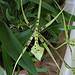 Need help with identification-brassia-jpg