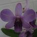 Need help with identification-dendrobium-1-jpg