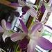 Need help with identification-dendrobium-2-jpg