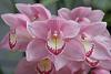 ID request for Frosted Pink Cymbidium-noid-std-frosted-pink-jpg