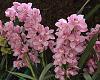ID request for Frosted Pink Cymbidium-noid-std-frosted-pink-flower-jpg