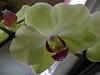 Picture of your noid phals-036-jpg