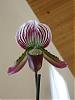 Paph callosum-paph-noid-front-jpg