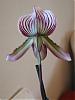 Paph callosum-paph-noid-jpg