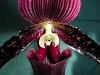 Current blooms-paph-macabre-2-jpg