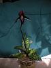 Current blooms-paph-macabre-plant-jpg