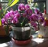 Picture of your noid phals-280-copy-jpg