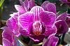 Picture of your noid phals-281-copy-jpg