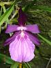 Miltonia in the wall-milt-moreliana-jpg