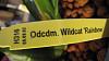 wildcat rainbow pics-orchids-007-jpg