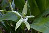 Coelogyne parishii-orchids-13-15-jpg