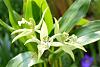 Coelogyne parishii-orchids-004-jpg