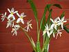 Coelogyne ochracea/ nitida - the most wonderful scent in the world!-dscn1269-jpg