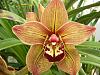 new blooms in the greenhouse-p1050638-jpg