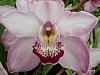 new blooms in the greenhouse-p1050647-jpg