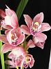 Cymbidium floribundum x Cymbidium Rosalita-cymbidium-pink-jpg