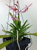 Got this at my Local Orchid Society Today.-img_0029-jpg