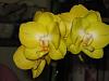 new to orchids - setup evaluation-phal-daffodil-flowers-jpg