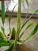 Miltonia flavescens spike - interesting, to me at least-p4200214-jpg