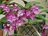 Dendrobium kingianum-p4190214-jpg