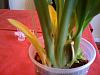 Miltoniopsis Leaves Yellowing After Repot-photo-2-jpg