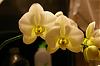 What is going on?-orchids-004-set-3-jpg