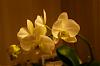 What is going on?-orchids-005-set-3-jpg