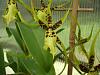 greenhouse harvest-flowers-005-jpg