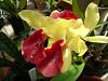 greenhouse harvest-flowers-008-jpg