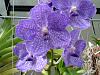 greenhouse harvest-flowers-013-jpg