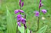 Gotta question about what kind of orchid I have-wild-orchid-2-2011-jpg